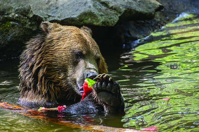 In the summer, keepers prepare around 80 pounds of food daily for all the bears, cats, gray wolves, and red foxes. In the winter, that’s cut down to about 20 pounds.