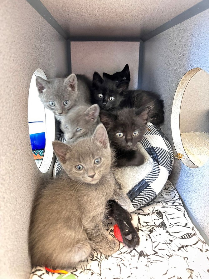 Kittens were Saturday's pets of the week at the Douglas County Animal Shelter. To adopt a pet, whether canine or feline, call 775-782-9061.