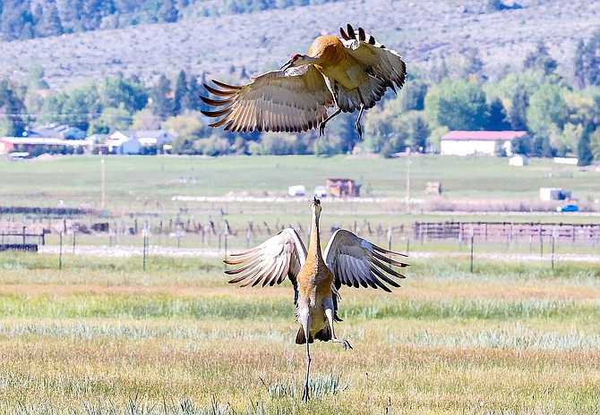 Sandhill cranes in mid-mating dance near Mottsville Meadows. Photo special to The R-C by Stephen Graboff