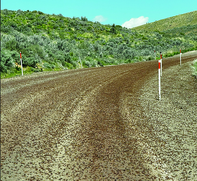 NDOT warns Mormon Crickets leave roads slick, dangerous Great Basin Sun