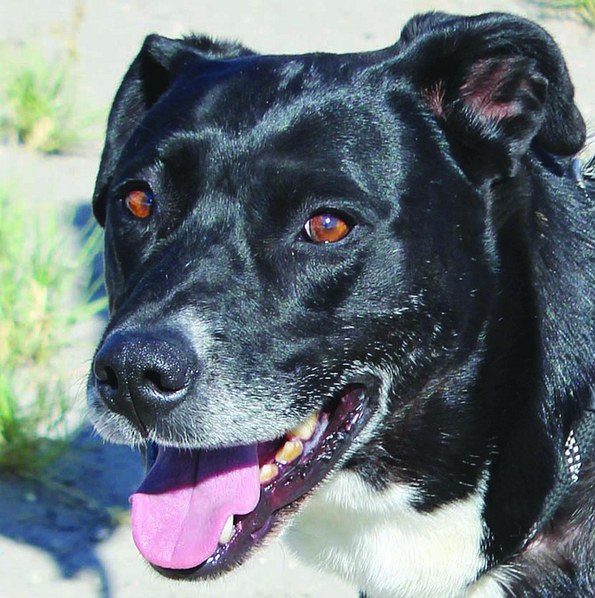 Diesel (see print edition) and Sadie are 8-year-old Lab-mix brother and sister. Diesel is friendly and enjoys being around people. Sadie is a sweet girl who likes playing in her pool and going for walks. They need to stay together.