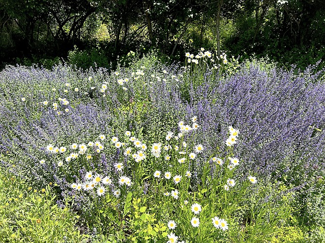 A cool spring garden in Genoa features Shasta daisies and cat mint. Summer temperatures are on their way into the 90s this week.