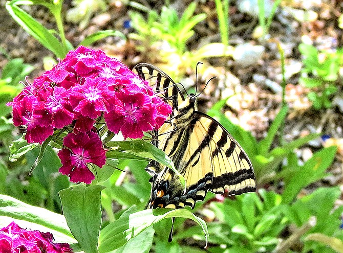 A swallowtail butterfly visits a flower in Topaz Ranch Estates in this photo taken by John Flaherty. He reports that there isn't any sign of the wild lupine that covered the hills above the South County community last spring.