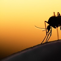 Get Healthy Carson City: The buzz on mosquitoes: What you need to know