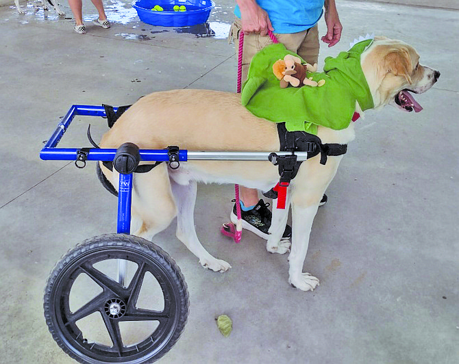 A wheelchair made it possible for this pooch to enter the costume contest. Guess who won?