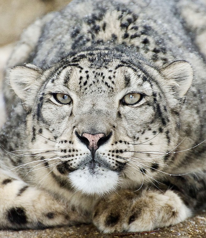 Shree the Snow Leopard is the newest resident of Safe Haven Wildlife Sanctuary at 9605 State Route 400 in Imlay, NV.
SAFE HAVEN • Provided to Great Basin Sun