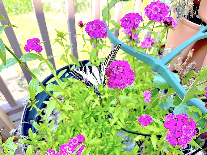 A swallowtail butterfly sips nectar from a flower in Genoa.