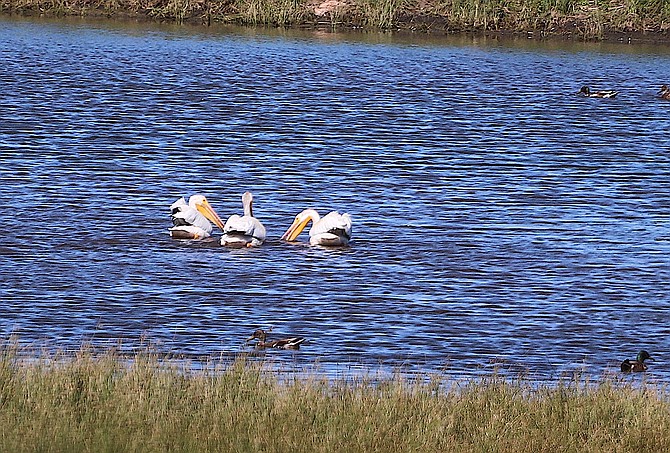 A trio of pelicans find out if their beaks can hold more than their bellies can in a pond east of Foothill Road on Monday evening.