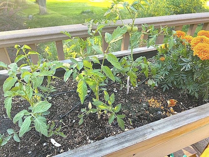 Tomatoes purchased at the Douglas High School Ag sale survived Tuesday morning's cold snap and are starting to bloom.