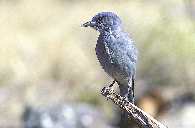 A review of the endangered status of the pinyon jay has been delayed by the U.S. Fish & Wildlife Service until 2028, according to Defenders of Wildlife.