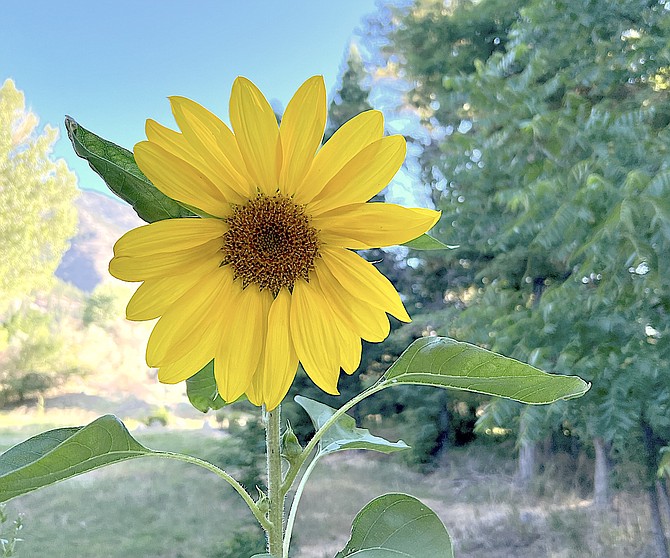 A sunflower purchased at the Douglas High School Ag Sale in full bloom on Monday morning.