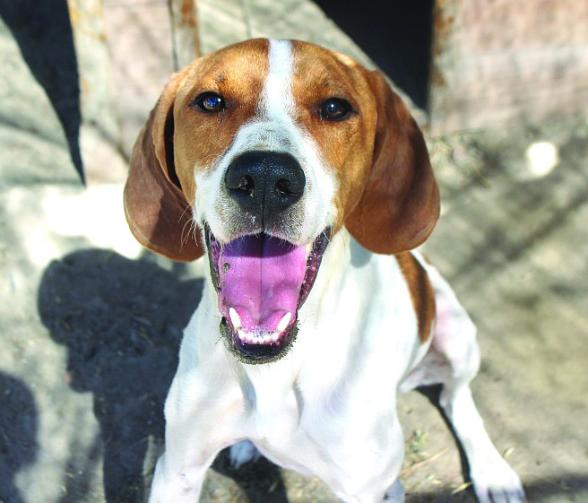 Winston is a handsome 1.5-year-old Beagle who is sweet, happy, and loves people. He is crate and house trained. Winston enjoys going for walks and is just learning to walk on a leash.