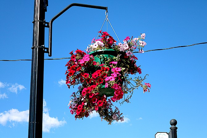 Petunias hang in the basket above Eddy Street. Sponsored by Main Street Gardnerville, the baskets are grown locally.
