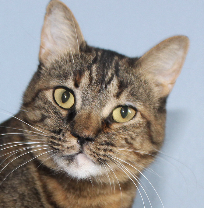 Baby Girl is a striking 3-year-old Mackerel Tabby. She is beautifully marked and her golden eyes sparkle. She loves people and adores being the center of your attention.