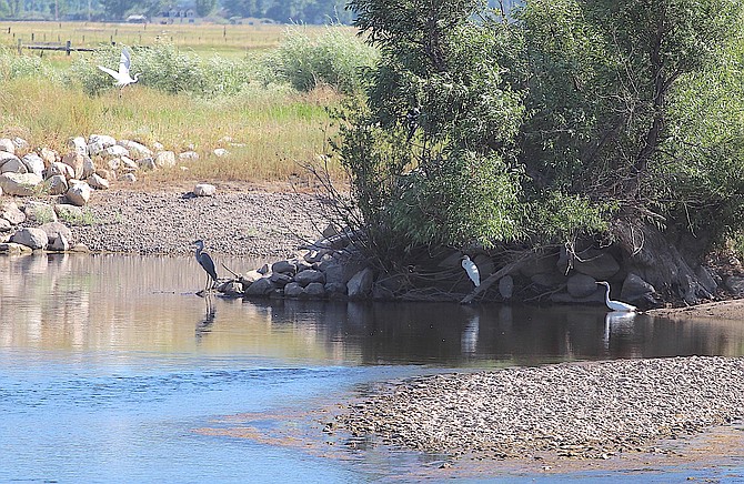 Birds fish south of Muller Lane where the East Fork of the Carson River is as much pond as river.