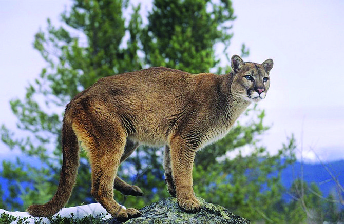 The Great Basin provides a habitat for mountain lions.