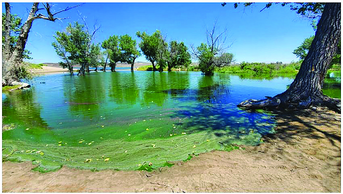 Harmful algae, also called blue-green algae, can look like pea soup, paint, or grass clippings on the surface of water, as seen here at the Lahontan Reservoir.