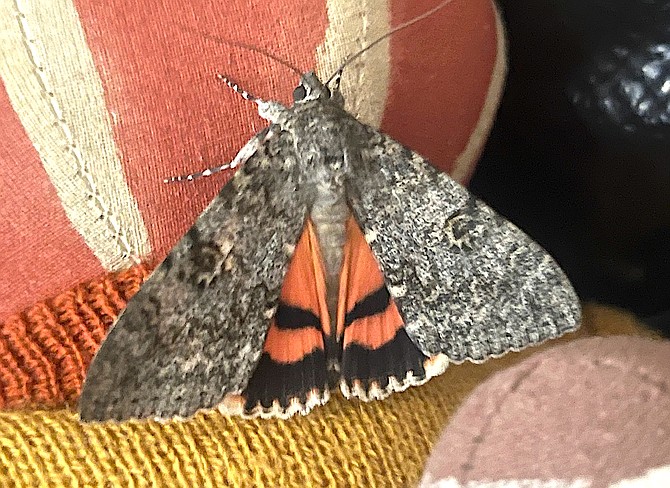 A semirelict underwing is native to Nevada.