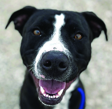 Star is a sweet 1-year-old Pitbull mix with an adorable star shape on her head. She is housetrained, loves people, responds to a whistle, and knows how to sit.