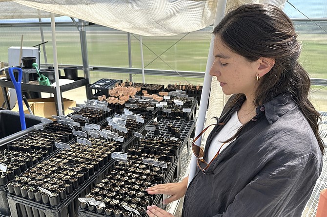 Botanist Florencia Peredo Ovalle works in her greenhouse in Gardnerville on May 21. Ovalle, who works for Ioneer, cares for specimens of Tiehm's buckwheat as part of an experiment aimed at helping to keep the desert plant from going extinct while still allowing the company to dig for lithium on land where it grows.