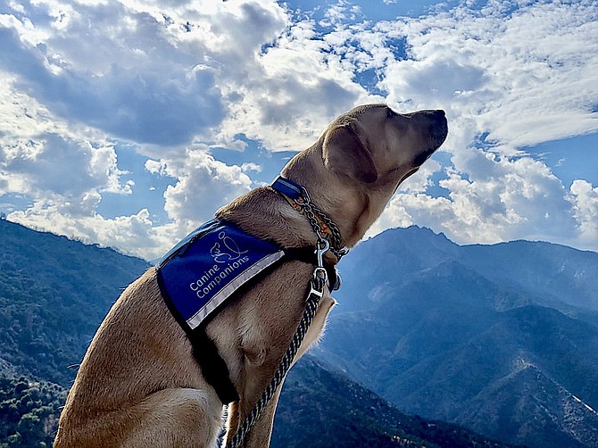 Canine Companions Service Dog Marcia, out in the world, being a hero.