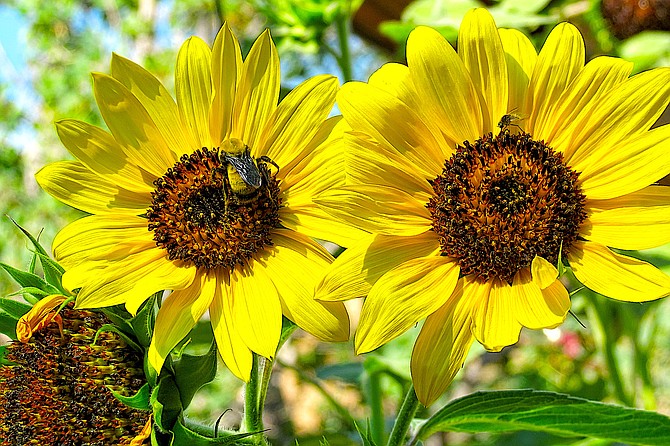 Sunflowers are blooming in Topaz Ranch Estates and beyond in this photo by resident John Flaherty.