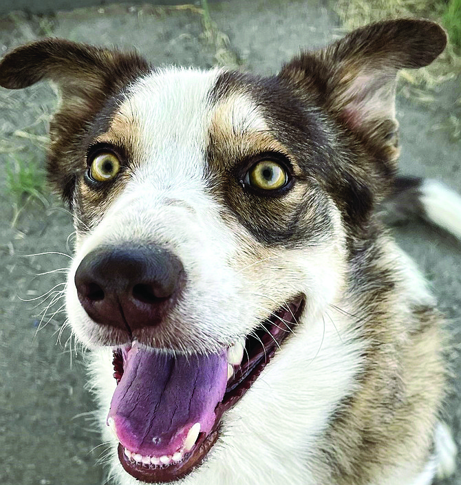 Courtesy

Stella is a striking one-year-old Border Collie Cross with amazing golden eyes. She came to CAPS from the Fallon Animal Shelter. Stella is energetic, friendly, and outgoing. She knows how to sit, lay down, and is leash and crate trained. She willingly spends time with our staff. Stella can be protective of her person. Are you the person to protect her? Come out and meet her she would love to ride in your car.