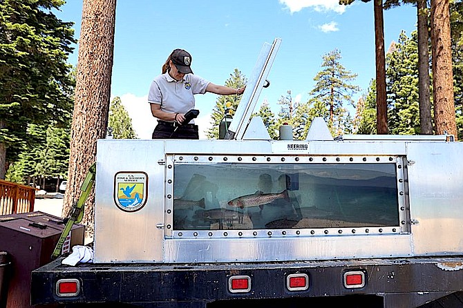 A fisheries staff member opens up the holding tank that features a window where folks can see the Lahontan cutthroat trout pre-release on July 6, 2022.  
Jackie D’Almeida | USFWS