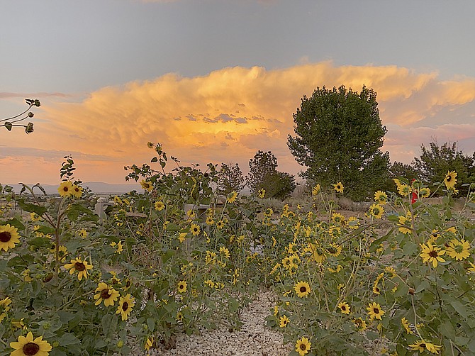 Sunflowers and orange clouds in Fredericksburg over the weekend. Photo special to The R-C by Jeff Garvin.