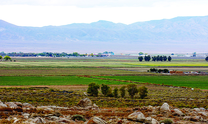 Fields in the Humboldt River Basin in Lovelock on Oct. 3, 2023. 
(David Calvert
The Nevada Independent)