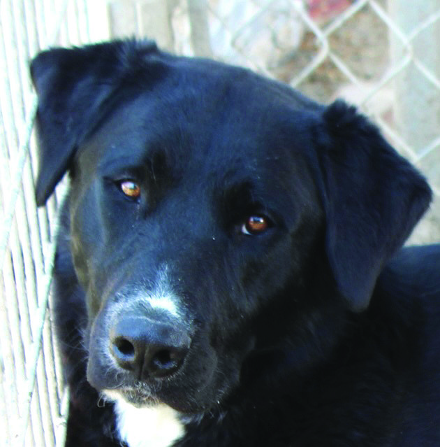 Sonic is a handsome 1-year-old Lab-cross with a splash of white on his nose. Before he came to CAPS his person took Sonic to the city shelter because he didn’t have time for him. Sonic is affectionate, playful, and amiable with adults and children of all ages.