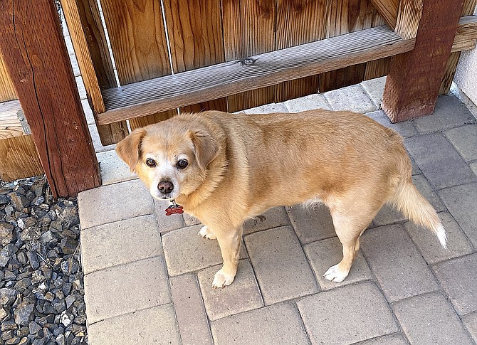 Kip the 30-pound terrier smells a stranger.