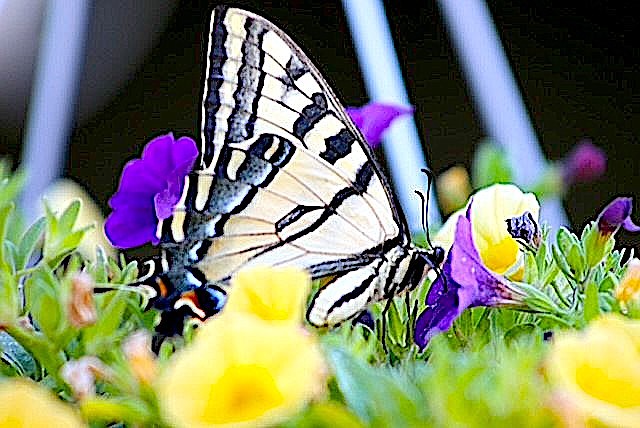 A monarch butterfly visits Christine Evanchik's Sheridan flower garden.