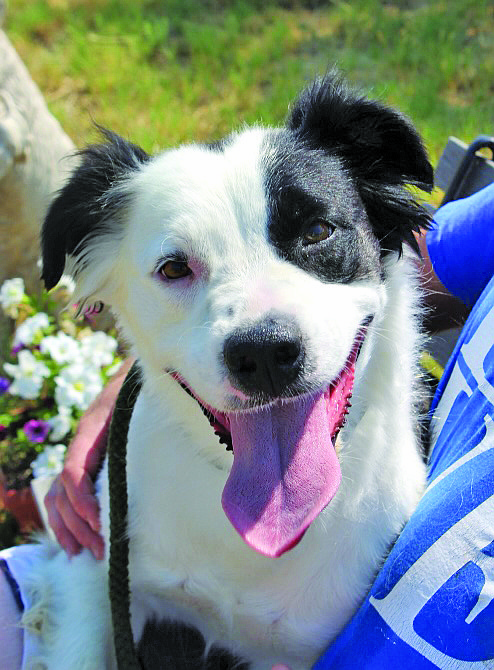 Stormi is a pretty 3-year-old Border Collie/cross with an adorable patch of black around one eye. She can be a bit timid but she is active and playful.