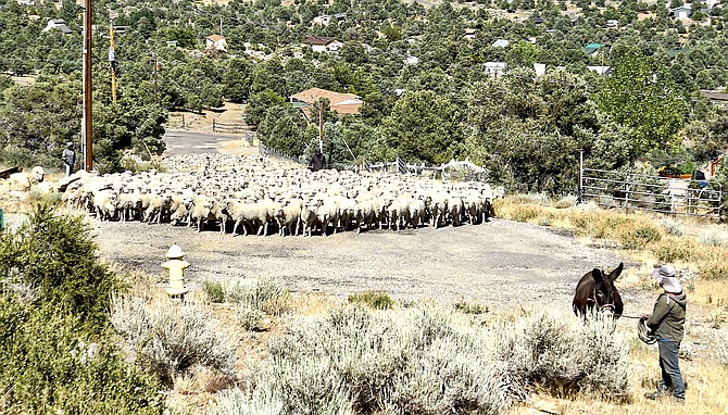 Around 1,500 sheep were herded into the mountains above Topaz Ranch Estates on Wednesday. Photographer John Flaherty said it's been years. The last time The R-C published one of these photos was 2020.