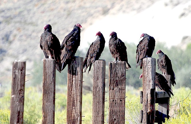 A wake of vultures occupies fence posts below Genoa on Tuesday morning.