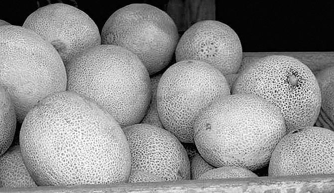 Lahontan Valley farmers have grown cantaloupes for more than 100 years.