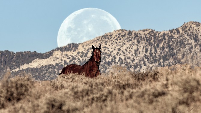 JT Humphrey shared this photo of a wild horse and a full moon with us on Tuesday.