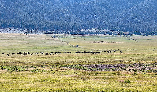 Cows graze on Jacks Valley Ranch, which sold for $18 million in a deal completed on Wednesday.