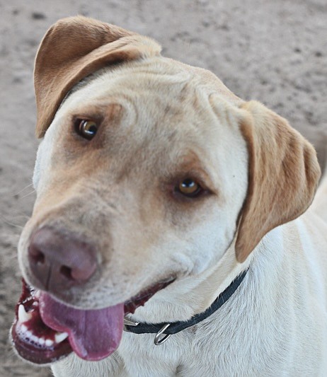 Maggie is a happy 3-year-old Lab/mix who loves people. She is energetic, enjoys water, playing fetch, and knows how to sit. She is looking for an active home without cats or chickens because she isn’t a fan of either.