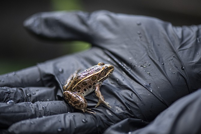 Nearly 400 endangered northern leopard frogs raised at Northwest Trek Wildlife Park are now back in the wild at the Columbia National Wildlife Refuge in Grant County.