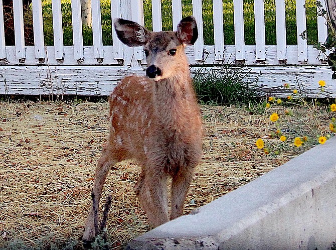 A spotted fawn stands by Genoa Lane on Sunday morning.