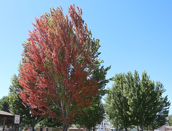 The maple in Heritage Park is starting to turn already, as are others across the Valley.