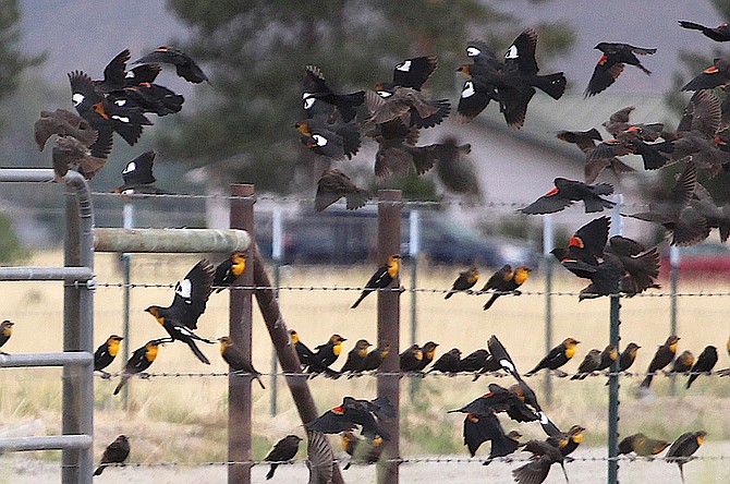 Male and female yellow-headed blackbirds and red-winged blackbirds flutter and perch on a fence next to Airport Road on Saturday. Instructor Robin Eppard said it appears the Introduction to Ornithology class will be offered next spring at Western Nevada College.