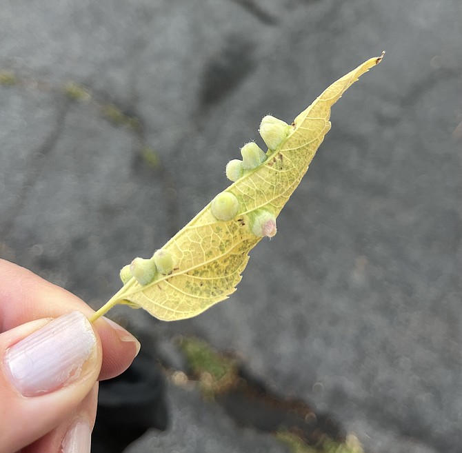 Leaf gall can be caused by fungal or bacterial infections, viruses, nematodes, mites or insects.
Photo by Amy Roby