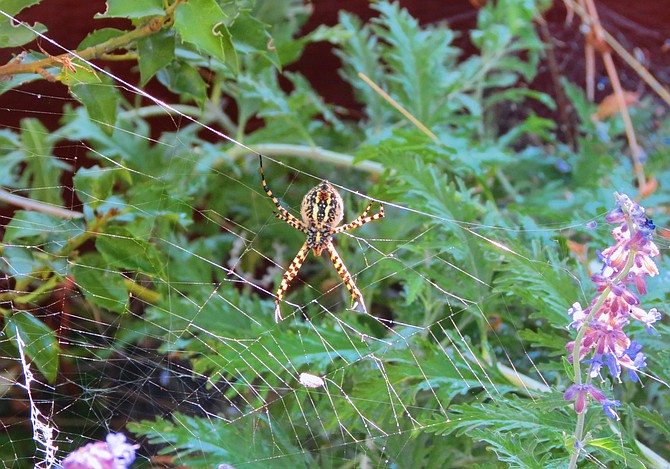 A banded garden spider hanging out in Topaz Ranch Estates. "Pretty spider and completely harmless - let them live if you see one," Photographer John Flaherty said.