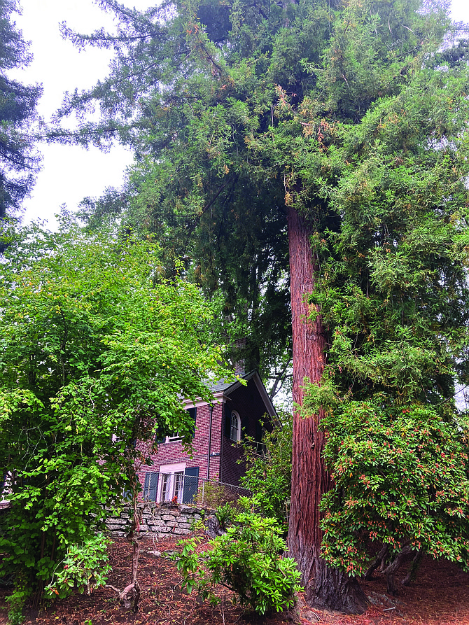 Redwoods provide a canopy that shades and cools us.