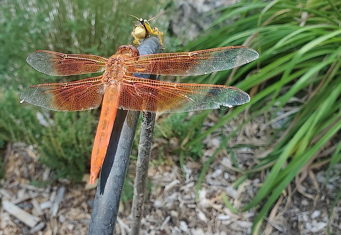 A dragonfly sits on a hose with another bug. Photo special to The R-C by Chris Banker