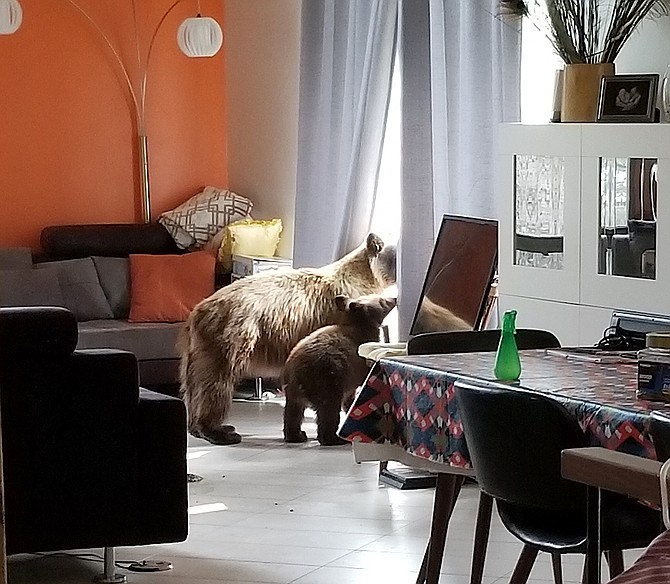 A mama bear and baby bear look out the window of a home. 
Nevada Department of Wildlife photo