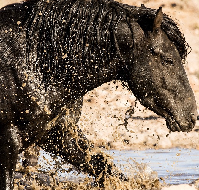 Fish Springs herd wild horse Grayson splashes through water in the Pine Nuts. Photo special to The R-C by Karen Martell